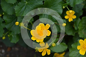 Marsh Marigold