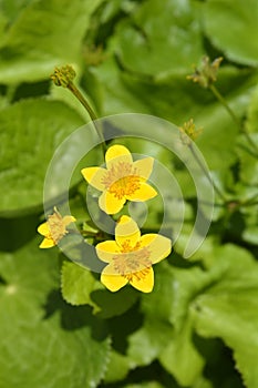 Marsh Marigold