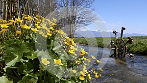 Marsh Marigold at Old Water Mill