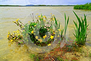 Marsh marigold plant at edge of lake