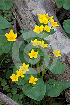 Marsh Marigold Rise Up from the Swamp