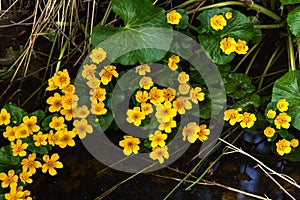 Marsh marigold. Spring flower.