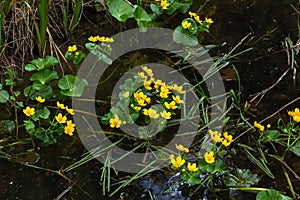 Marsh marigold. Spring flower.