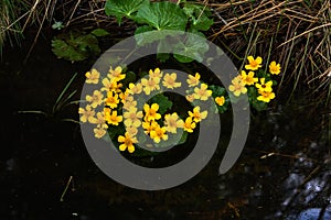 Marsh marigold. Spring flower.