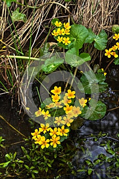 Marsh marigold. Spring flower.