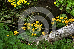 Marsh marigold. Spring flower.