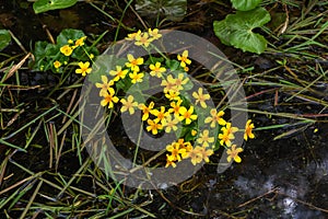 Marsh marigold. Spring flower.