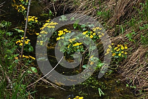 Marsh marigold. Spring flower.