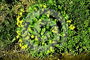 Marsh-marigold, spring flower in Germany