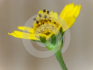 Marsh Marigold Yellow Flower Isolated on white