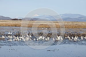 Marsh Migratory Birds Waterfowl Gathering