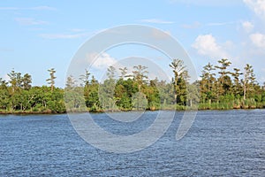 Mississippi River Wetlands photo