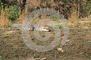 Marsh or Mugger crocodile photo