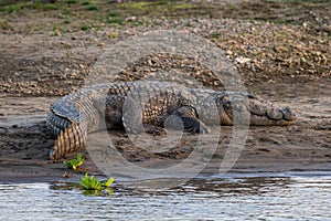 A Marsh Mugger Crocodile Sunning
