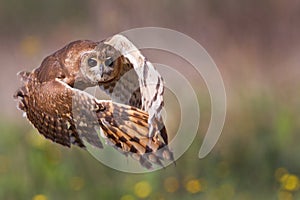 Marsh Owl