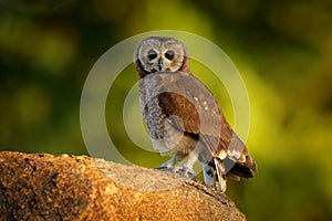 Marsh owl, Asio capensis, Lake Kariba, Zimbabwe. Bird siting on the stone in green vegetation, evening light. owl in the habitat.