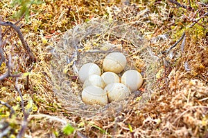 Marsh owl Asio flammeus nest photo