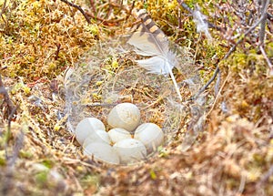 Marsh owl Asio flammeus nest photo