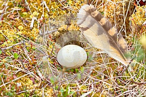 Marsh owl Asio flammeus nest photo