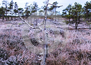 Marsh pine branches in close-up, crippled mire pines in the autumn morning, the first frost covers the ground in the marsh