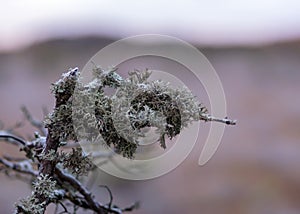 Marsh pine branches in close-up, crippled mire pines in the autumn morning, the first frost covers the ground in the marsh