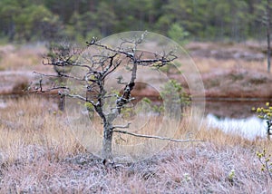 Marsh pine branches in close-up, crippled mire pines in the autumn morning, the first frost covers the ground in the marsh