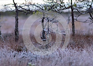 Marsh pine branches in close-up, crippled mire pines in the autumn morning, the first frost covers the ground in the marsh