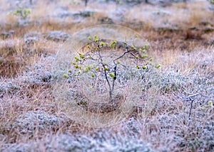 Marsh pine branches in close-up, crippled mire pines in the autumn morning, the first frost covers the ground in the marsh