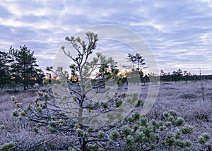 Marsh pine branches in close-up, crippled mire pines in the autumn morning, the first frost covers the ground in the marsh