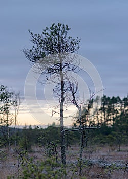 Marsh pine branches in close-up, crippled mire pines in the autumn morning, the first frost covers the ground in the marsh