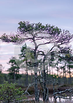 Marsh pine branches in close-up, crippled mire pines in the autumn morning, the first frost covers the ground in the marsh