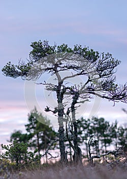 Marsh pine branches in close-up, crippled mire pines in the autumn morning, the first frost covers the ground in the marsh