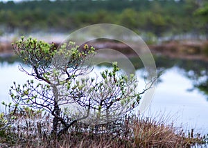 Marsh pine branches in close-up, crippled mire pines in the autumn morning, the first frost covers the ground in the marsh