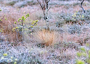 Marsh pine branches in close-up, crippled mire pines in the autumn morning, the first frost covers the ground in the marsh