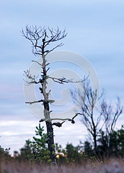 Marsh pine branches in close-up, crippled mire pines in the autumn morning, the first frost covers the ground in the marsh