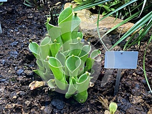 Marsh pitcher plant Heliamphora heterodoxa x nutans or SchlauchpflanzengewÃ¤chse oder Schlauchpflanzengewaechse