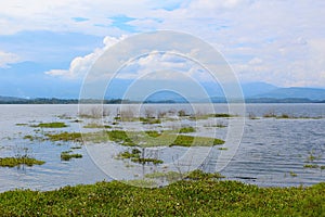 Marsh Plants in Reservoir