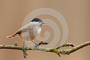 Marsh (Poecile palustris) photo