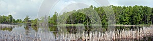 Marsh pond panorama