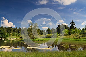 Marsh and pond at the Vogelsberg mountain range photo