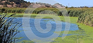 Marsh Ponds in San Rafael, California