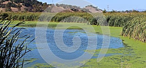 Marsh Ponds in San Rafael, California photo