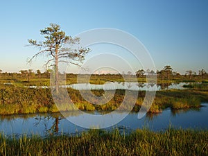 Marsh pools in evening