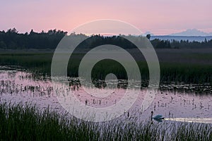 Marsh at Presquile Provincial Park