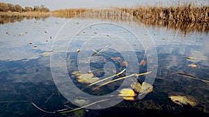 Marsh at Presquile Provincial Park