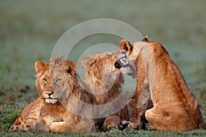 Marsh Pride Lions photo