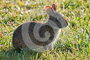 Marsh Rabbit