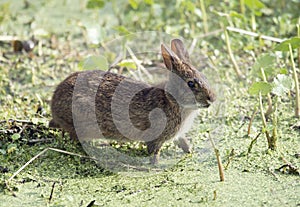 Marsh Rabbit in Florida wetlands