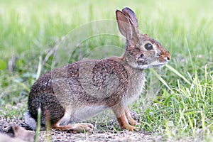 Marsh Rabbit in Grass photo