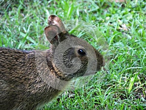 Marsh Rabbit (Sylvilagus palustris)